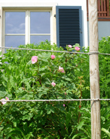 Heckendetail: Naturnahe Gartenrose umgeben von der Staudenpflanzung. Bis die Hecke hoch genug ist, &uuml;bernimmt ein provisorisch gespanntes Seil die Absturzsicherung f&uuml;r die Kinder.